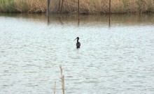 Весенняя прогулка по сальским степям