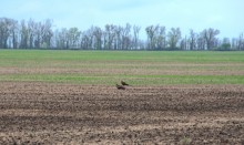 Весенняя прогулка по сальским степям