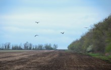 Весенняя прогулка по сальским степям