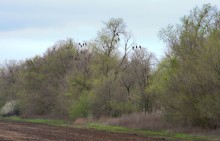 Весенняя прогулка по сальским степям