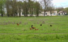 Весенняя прогулка по сальским степям