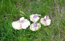 Стрелка Тузлова и Аксая