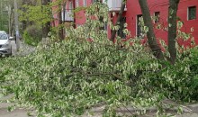 Черёмуха на Сельмаше