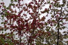 Балка Клиновая в Большом Логу