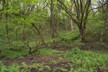 Балка Клиновая в Большом Логу