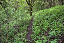 Балка Клиновая в Большом Логу