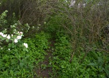 Балка Клиновая в Большом Логу