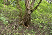 Балка Клиновая в Большом Логу