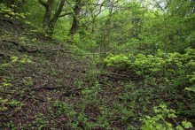 Балка Клиновая в Большом Логу