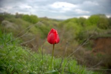 Балка Клиновая в Большом Логу