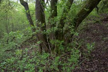 Балка Клиновая в Большом Логу