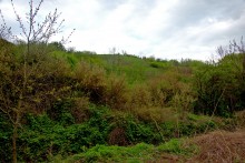 Балка Клиновая в Большом Логу