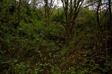 Балка Клиновая в Большом Логу