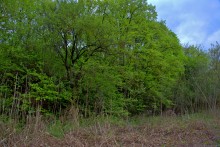 Балка Клиновая в Большом Логу