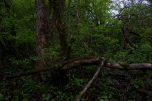 Балка Клиновая в Большом Логу