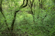 Балка Клиновая в Большом Логу