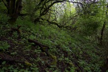 Балка Клиновая в Большом Логу