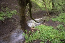 Балка Клиновая в Большом Логу