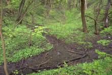 Балка Клиновая в Большом Логу