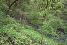 Балка Клиновая в Большом Логу