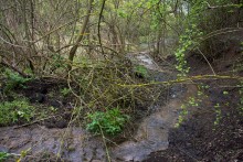 Балка Клиновая в Большом Логу