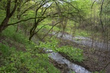 Балка Клиновая в Большом Логу