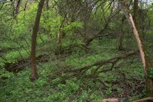 Балка Клиновая в Большом Логу