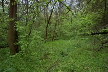 Балка Клиновая в Большом Логу