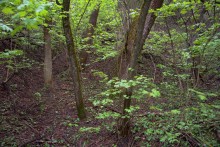 Балка Клиновая в Большом Логу