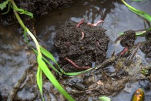 Балка Клиновая в Большом Логу