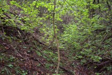 Балка Клиновая в Большом Логу