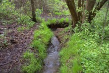 Балка Клиновая в Большом Логу