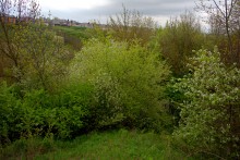 Балка Клиновая в Большом Логу