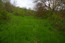 Балка Клиновая в Большом Логу