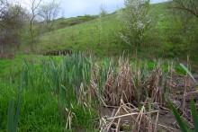 Балка Клиновая в Большом Логу