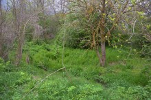 Балка Клиновая в Большом Логу