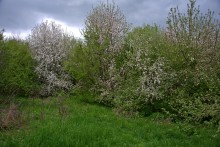 Балка Клиновая в Большом Логу