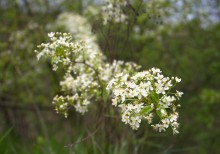 Балка Клиновая в Большом Логу