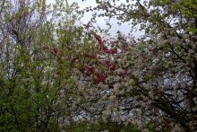 Балка Клиновая в Большом Логу