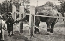 Слониха Меланья в ростовском зоопарке