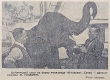 Слониха Меланья в ростовском зоопарке