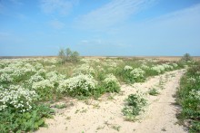 Путешествие по весенней Ясенской косе