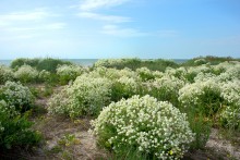 Путешествие по весенней Ясенской косе