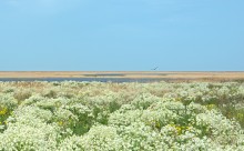 Путешествие по весенней Ясенской косе