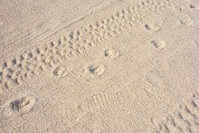 Путешествие по весенней Ясенской косе