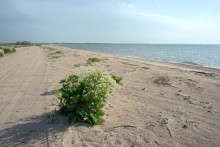 Путешествие по весенней Ясенской косе