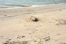 Путешествие по весенней Ясенской косе