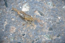 Путешествие по весенней Ясенской косе