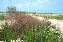 Путешествие по весенней Ясенской косе