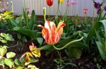 Огромный тюльпан